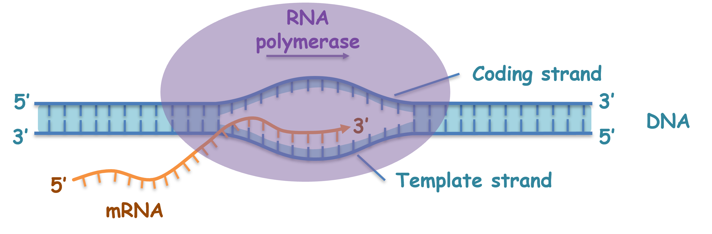 DNA Transcription