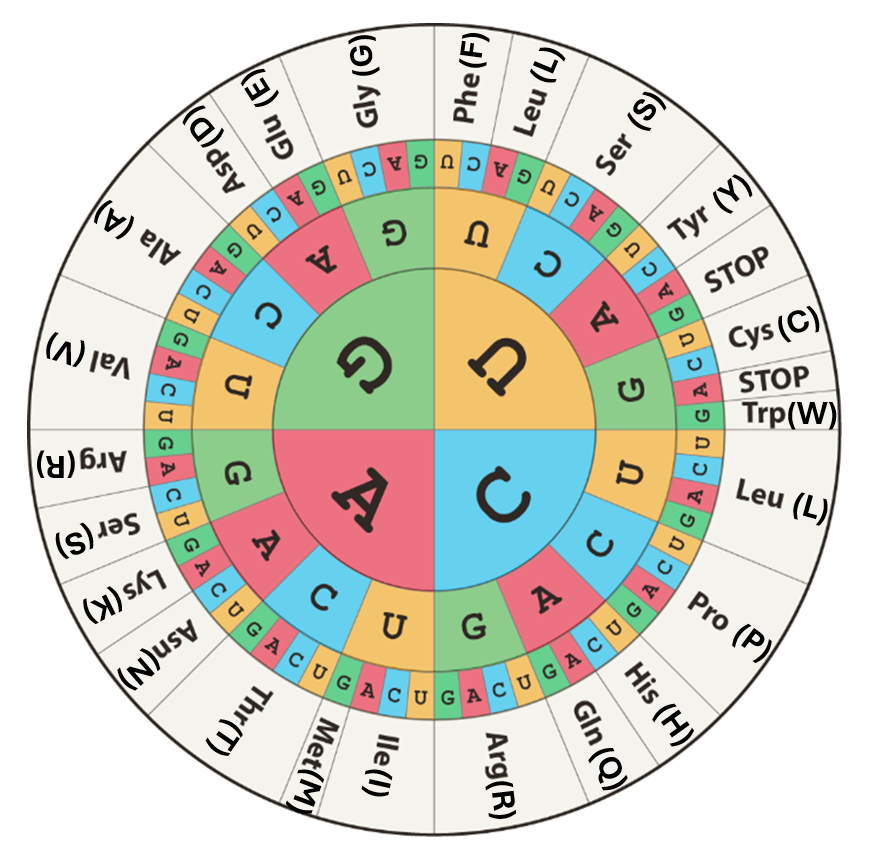 Amino Acids Wheel